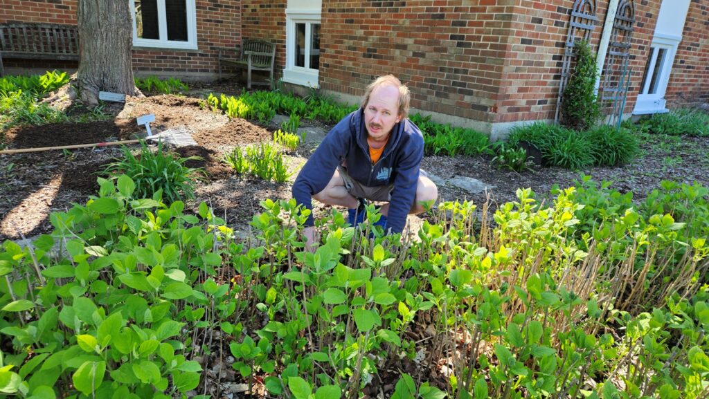 A man weeds a large growth of young shrubs behind a brick building.